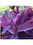 Mor Telgraf Karasevda Çiçeği 10-20 cm Tradescantia 1
