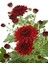Videolu Kırmızı Renk Kasımpatı Çiçeği 1 Adet Saksılı 15-30 cm Teras Bahçe Bitkisi (Chrysanthemum) 1