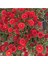 Videolu Kırmızı Renk Kasımpatı Çiçeği 1 Adet Saksılı 15-30 cm Teras Bahçe Bitkisi (Chrysanthemum) 4