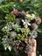 Videolu Karışık Sukulent Kaktüs Seti 3 Adet Saksılı 5-10 cm Özel Tür(Haworthia Fasciata) 2