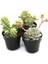 Videolu Karışık Sukulent Kaktüs Seti 3 Adet Saksılı 5-10 cm Özel Tür(Haworthia Fasciata) 3