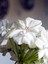 Videolu Beyaz Sakız Sardunya Çiçeği Fidanı 15-25 cm Saksılı Çiçekli Bodur Bitkiler Pelargonium 3