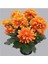 Videolu Turuncu Renk Kasımpatı Hüzün Çiçeği 1 Adet 10-25 cm Saksılı Balkon Çiçeği (Chrysanthemum) 4