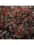 Videolu Bodur Berberis Çiçeği Fidanı 30-50 cm Saksılı Çiçekli Bodur Bitkiler (Berberis) 1