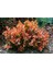 Videolu Bodur Berberis Çiçeği Fidanı 30-50 cm Saksılı Çiçekli Bodur Bitkiler (Berberis) 2
