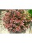 Videolu Bodur Berberis Çiçeği Fidanı 30-50 cm Saksılı Çiçekli Bodur Bitkiler (Berberis) 3