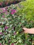 Videolu Mor Begonvil Çiçeği Fidanı 20-40 cm Saksılı Çiçekli Bodur Bitkiler Purple Bougainvillea 3