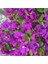 Videolu Mor Begonvil Çiçeği Fidanı 20-40 cm Saksılı Çiçekli Bodur Bitkiler Purple Bougainvillea 4
