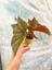 Videolu Mini Saksıda Çilli Benekli Begonya 1 Adet Saksılı 10-15 cm Salon Bitkisi (Begonia) 1