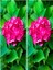 Videolu 2 Adet Canlı Fuşya Renk Çiçekli Ortanca Fidanı 30-60 cm Tüplü Çiçekli Bodur Hydrangea 1