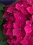 Videolu 2 Adet Canlı Fuşya Renk Çiçekli Ortanca Fidanı 30-60 cm Tüplü Çiçekli Bodur Hydrangea 2