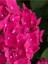 Videolu 2 Adet Canlı Fuşya Renk Çiçekli Ortanca Fidanı 30-60 cm Tüplü Çiçekli Bodur Hydrangea 3