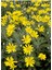 Videolu Sarı Çalı Papatyası Çiçeği Fidanı 23-40 cm Saksılı Çiçekli Bodur Bitkiler Euryops Pectinatus 2