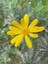 Videolu Sarı Çalı Papatyası Çiçeği Fidanı 23-40 cm Saksılı Çiçekli Bodur Bitkiler Euryops Pectinatus 4