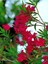 Videolu Kırmızı Bodur Zakkum Çiçeği Fidanı 25-40 cm Saksılı Çiçekli Bodur Bitkiler Red Oleander 1