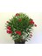 Videolu Kırmızı Bodur Zakkum Çiçeği Fidanı 25-40 cm Saksılı Çiçekli Bodur Bitkiler Red Oleander 2