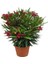 Videolu Kırmızı Bodur Zakkum Çiçeği Fidanı 25-40 cm Saksılı Çiçekli Bodur Bitkiler Red Oleander 3