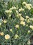 Videolu Sarı Karanfil Çiçeği Fidanı 15-30 cm Saksılı Çiçekli Bodur Bitkiler Yellow Carnation 1