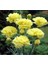 Videolu Sarı Karanfil Çiçeği Fidanı 15-30 cm Saksılı Çiçekli Bodur Bitkiler Yellow Carnation 2