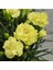 Videolu Sarı Karanfil Çiçeği Fidanı 15-30 cm Saksılı Çiçekli Bodur Bitkiler Yellow Carnation 3