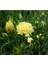 Videolu Sarı Karanfil Çiçeği Fidanı 15-30 cm Saksılı Çiçekli Bodur Bitkiler Yellow Carnation 4