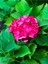 Videolu Özel Fuşya Renk Çiçekli Ortanca Fidanı 30-60 cm Tüplü Çiçekli Bodur Bitkiler Hydrangea 1