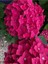 Videolu Özel Fuşya Renk Çiçekli Ortanca Fidanı 30-60 cm Tüplü Çiçekli Bodur Bitkiler Hydrangea 2