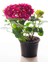 Videolu Özel Fuşya Renk Çiçekli Ortanca Fidanı 30-60 cm Tüplü Çiçekli Bodur Bitkiler Hydrangea 3