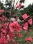 Videolu Pembe Bahar Dalı Çiçeği Fidanı 40-60 cm Saksılı Çiçekli Bodur (Spring Branch Flower) 1