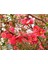 Videolu Pembe Bahar Dalı Çiçeği Fidanı 40-60 cm Saksılı Çiçekli Bodur (Spring Branch Flower) 2