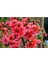 Videolu Pembe Bahar Dalı Çiçeği Fidanı 40-60 cm Saksılı Çiçekli Bodur (Spring Branch Flower) 3