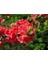 Videolu Pembe Bahar Dalı Çiçeği Fidanı 40-60 cm Saksılı Çiçekli Bodur (Spring Branch Flower) 4
