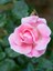 Videolu Canlı Yediveren Pembe Bodur Gül Fidanı 1 Adet Saksılı 30-60 cm Bahçe Bitkisi (Pink Rose) 1