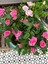 Videolu Canlı Yediveren Pembe Bodur Gül Fidanı 1 Adet Saksılı 30-60 cm Bahçe Bitkisi (Pink Rose) 2