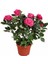 Videolu Canlı Yediveren Pembe Bodur Gül Fidanı 1 Adet Saksılı 30-60 cm Bahçe Bitkisi (Pink Rose) 3