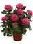 Videolu Canlı Yediveren Pembe Bodur Gül Fidanı 1 Adet Saksılı 30-60 cm Bahçe Bitkisi (Pink Rose) 4