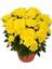 Canlı Sarı Renk Kasımpatı (Krizantem) Çiçeği-Saksılı 1