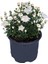 Videolu 1 Adet Beyaz Kasımpatı Çiçeği Fidanı 15-25 cm Saksılı Çiçekli Bodur (Chrysanthemum) 2