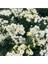 Videolu 1 Adet Beyaz Kasımpatı Çiçeği Fidanı 15-25 cm Saksılı Çiçekli Bodur (Chrysanthemum) 3