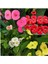 Videolu 4 Adet Karışık Renk Dikenler Tacı Çiçeği Fidanı 15-25 cm Saksılı Çiçekli Bodur Euphorbia 1