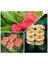 Videolu 4 Adet Karışık Renk Dikenler Tacı Çiçeği Fidanı 15-25 cm Saksılı Çiçekli Bodur Euphorbia 2
