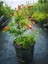 Videolu Bodur Süs Narı Fidanı 40-60 cm Saksılı Çiçekli Bodur Bitkiler Pomegranate Tree 1