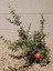 Videolu Bodur Süs Narı Fidanı 40-60 cm Saksılı Çiçekli Bodur Bitkiler Pomegranate Tree 2