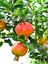 Videolu Bodur Süs Narı Fidanı 40-60 cm Saksılı Çiçekli Bodur Bitkiler Pomegranate Tree 3
