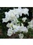 Videolu Beyaz Begonvil Sarmaşığı Çiçeği Fidanı 30-50 cm Saksılı Çiçekli Bodur (White Bougainvillea ) 2