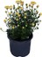 Kasımpatı Saksı’da (Chrysanthemum) Sarı Renk Krizentem Çiçeği 1