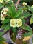 Videolu Sarı Dikenler Tacı Çiçeği Fidanı 1 Adet Saksılı 20-40 cm İç Mekan Bitkisi Kaktüs (Euphorbia) 1