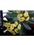 Videolu Sarı Dikenler Tacı Çiçeği Fidanı 1 Adet Saksılı 20-40 cm İç Mekan Bitkisi Kaktüs (Euphorbia) 2