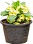 Videolu Sarı Dikenler Tacı Çiçeği Fidanı 1 Adet Saksılı 20-40 cm İç Mekan Bitkisi Kaktüs (Euphorbia) 3