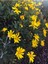 Videolu Sarı Çalı Papatyası 25-40 cm Saksılı Çiçekli Bodur Bitkiler (Euryops Pectinatus) 1